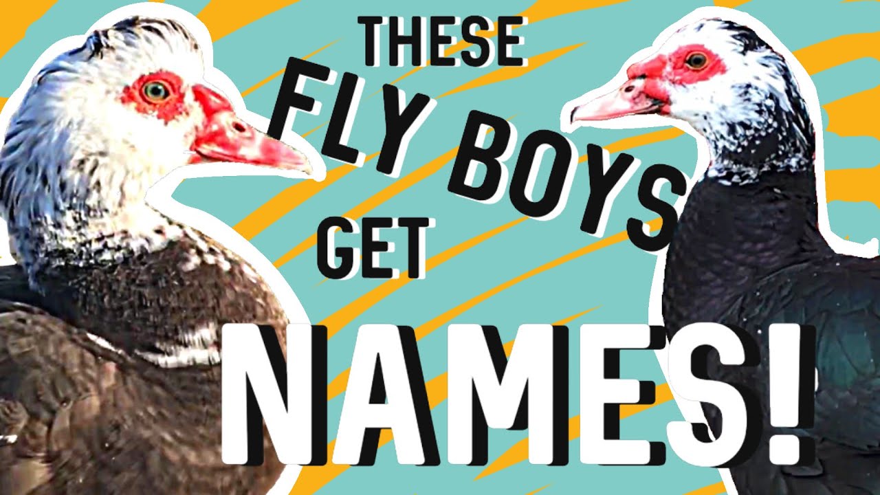 How To Clip Muscovy Ducks Flight Feathers | 🦆🦆 Drakes Names Reveal!