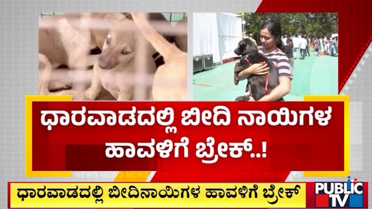 Break in the menace of stray dogs in Dharwad | Darwad | Public TV