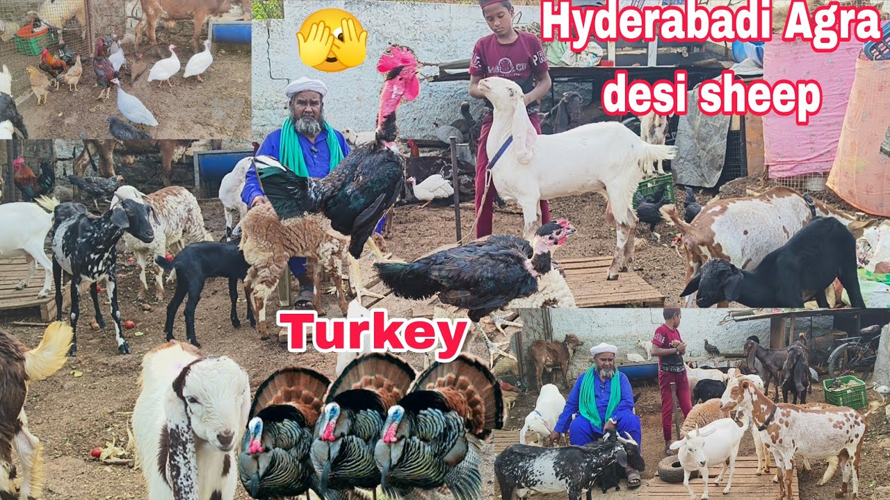 SK BASHEER GOAT FARM per Gulabi Hyderabadi female Turkey 🦃 desi goats hai available in Hyderabad 