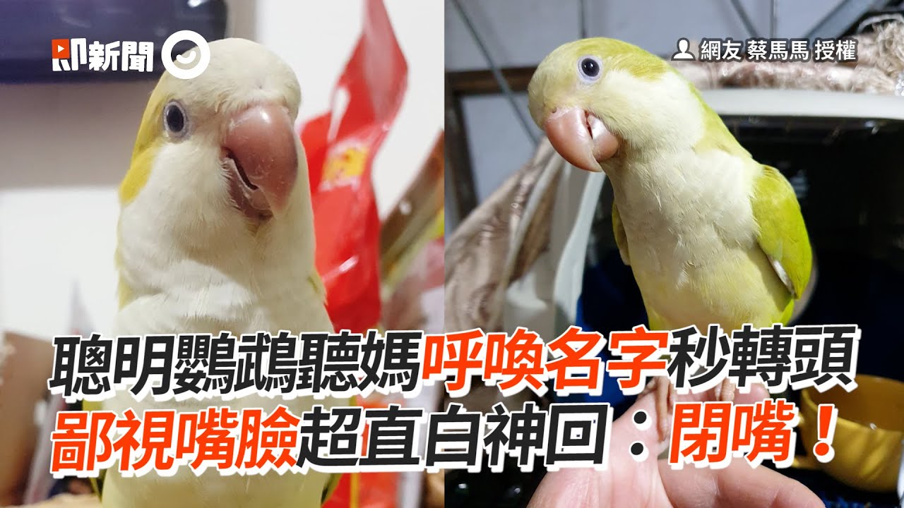 鸚鵡聽媽叫名秒轉頭　露鄙視臉回：閉嘴｜鳥｜寵物｜鸚鵡說話｜精選影片