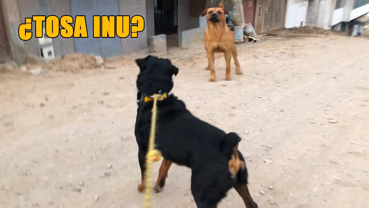 Rottweiler es confrontado por Tosa Inu? - Sali a las calles con mi perro y esto paso 🤯