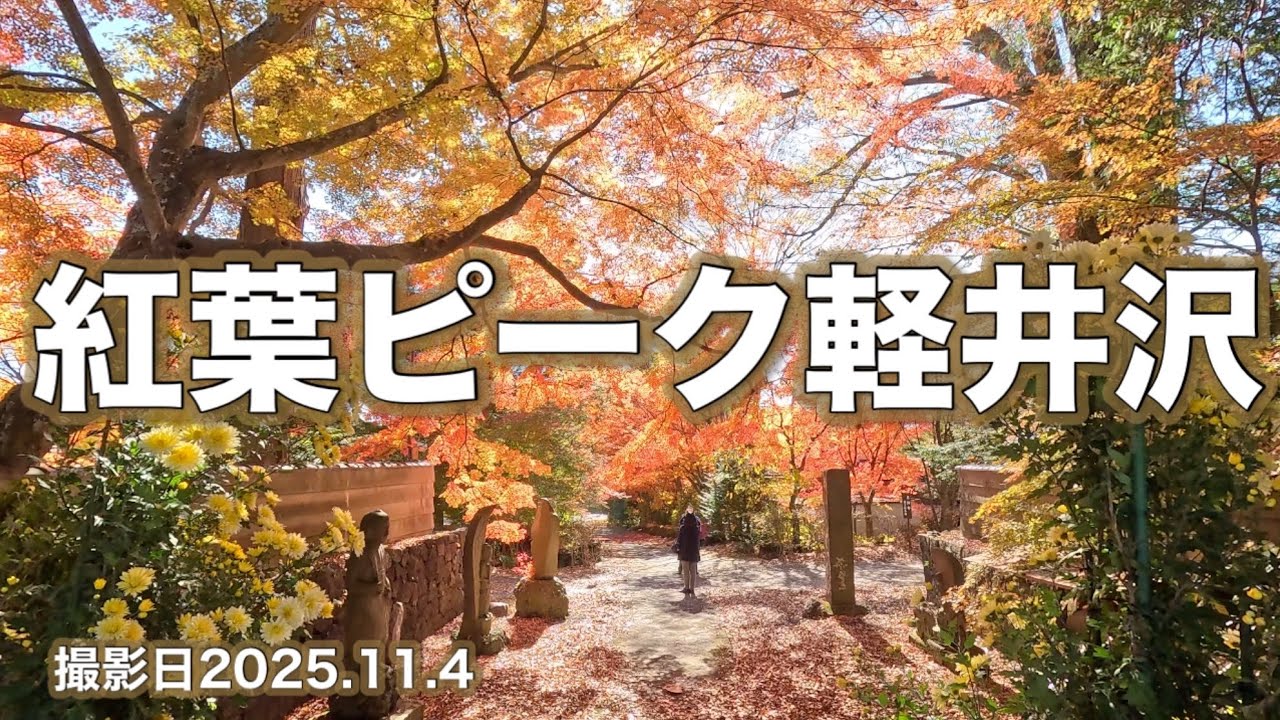 紅葉ピーク【軽井沢】撮影日2025.11.4 Autumn foliage peak in Nagano, Japan [Karuizawa] Photo taken on November 4, 