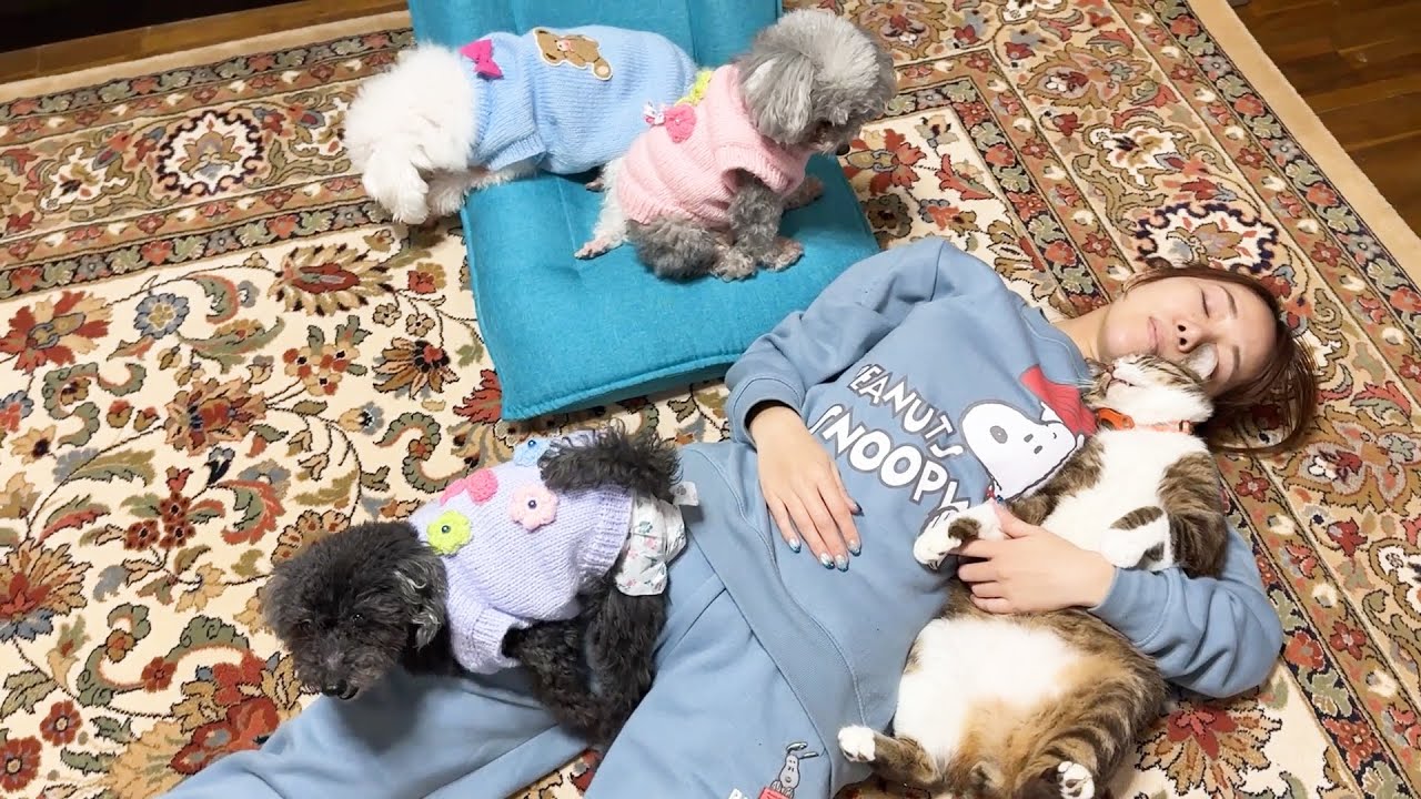 空気が綺麗になったから動物たちと安心して眠れた
