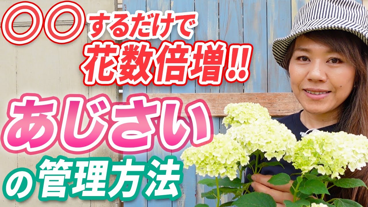 【誰でも簡単！】毎年咲かせよう♪あじさいアナベルの育て方を知って楽しもう♪【初心者向け】【ガーデニング】【園芸チャンネル】