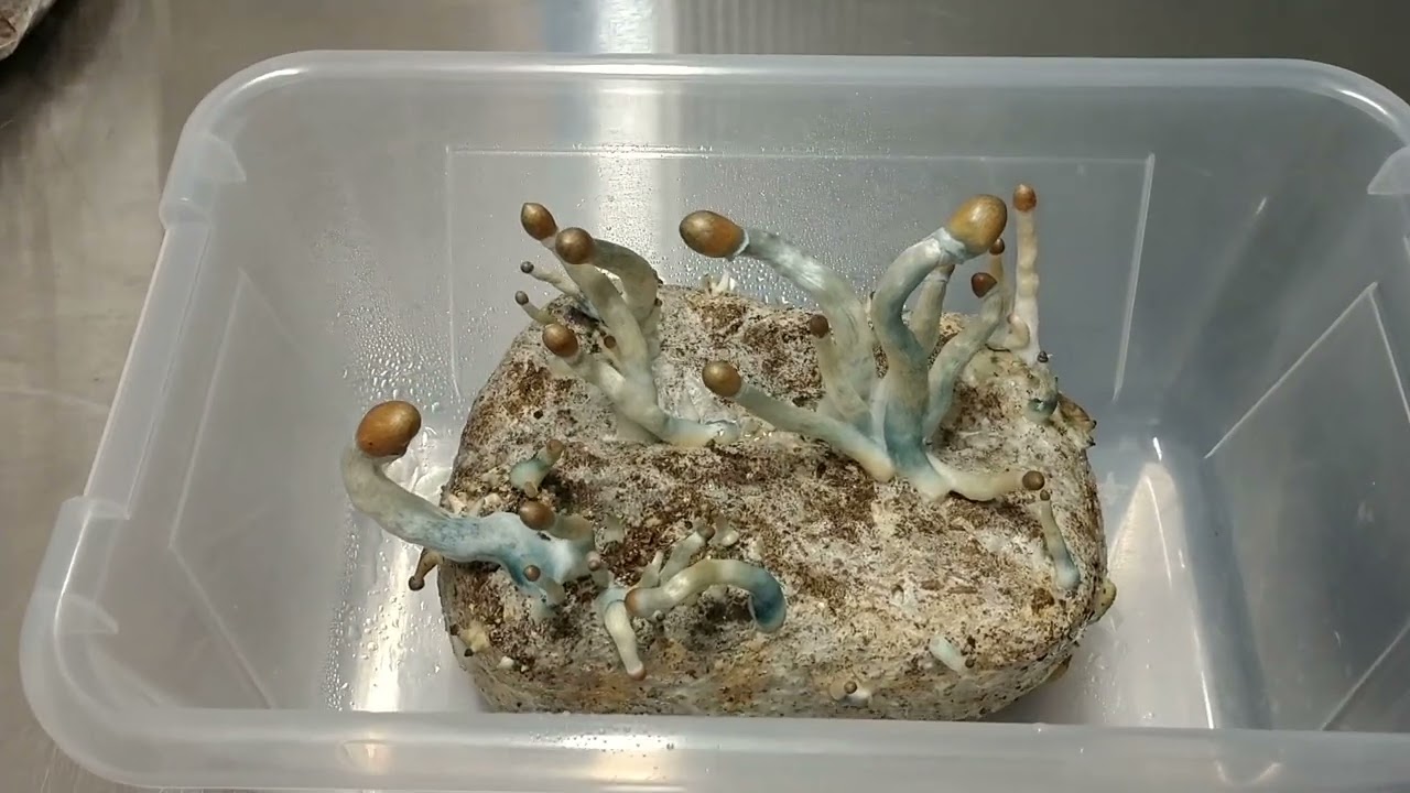 golden mammoth fruit