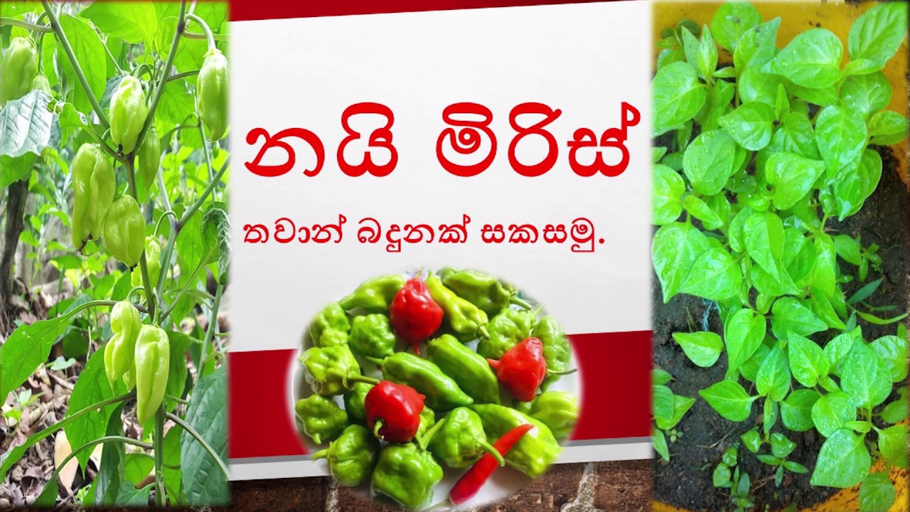 Nai Miris Hot Chili Cultivation 2 නයි මිරිස් වගාව
