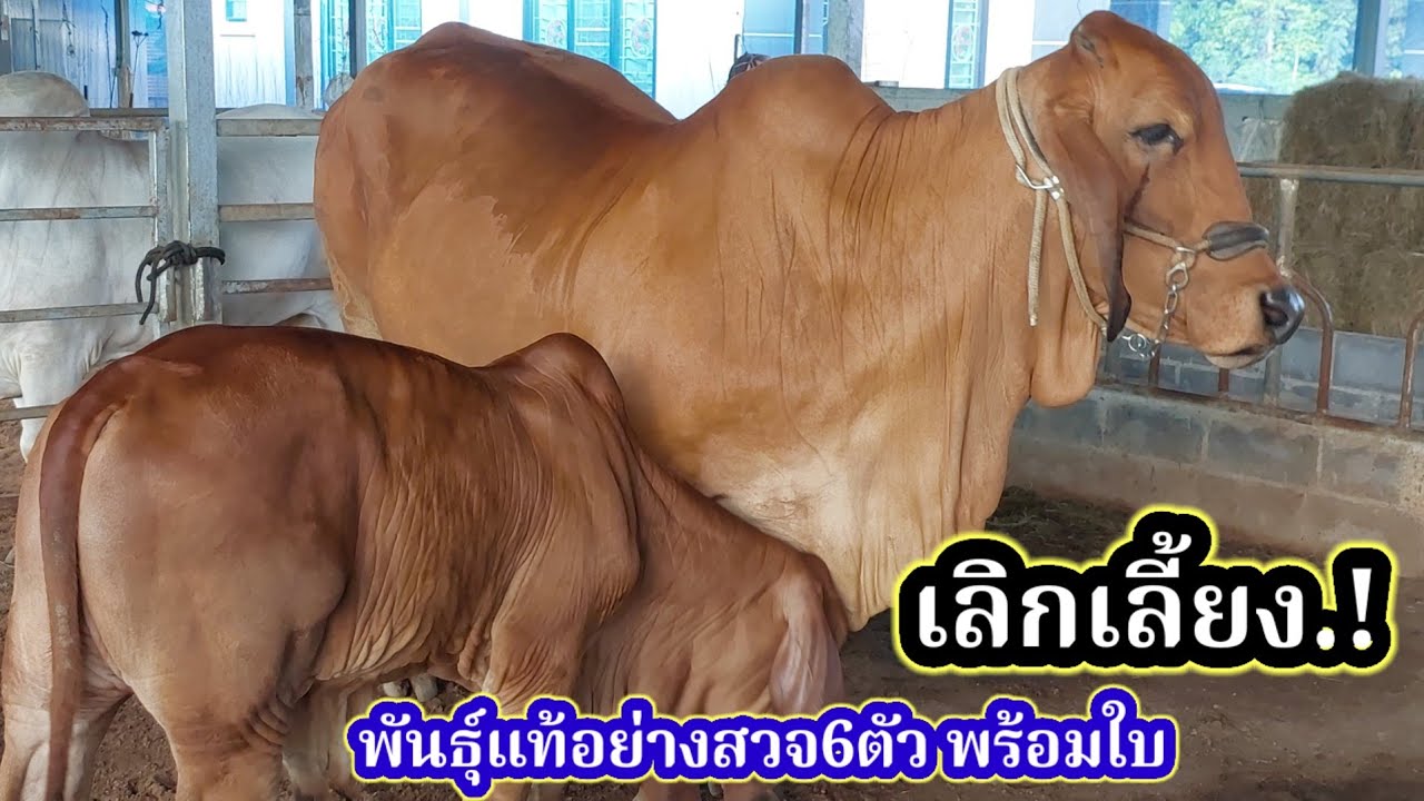 เลิกเลี้ยง...พันธุ์แท้6ตัวอย่างสวยพร้อมใบ#พูดจาภาษาวัว 