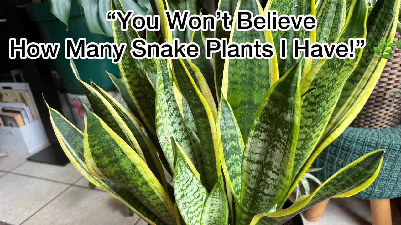 The Ultimate Snake Plants House Tour 