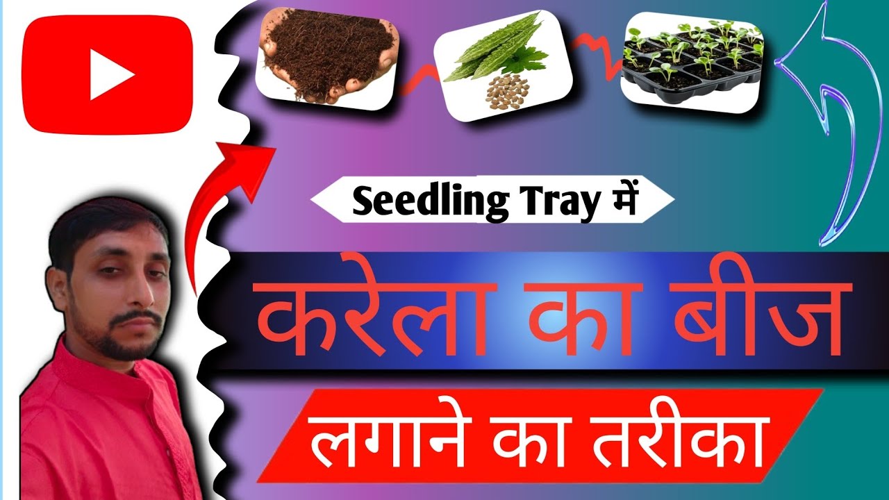 Seedling Tray Me Karela Ka Beej Lagane Ka Sahi Trika Kya Hai करेला Nursery Ready करें 7 दिन में