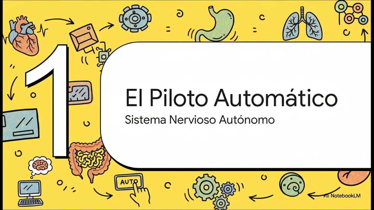 Anatomía y fisiología del sistema nervioso autónomo