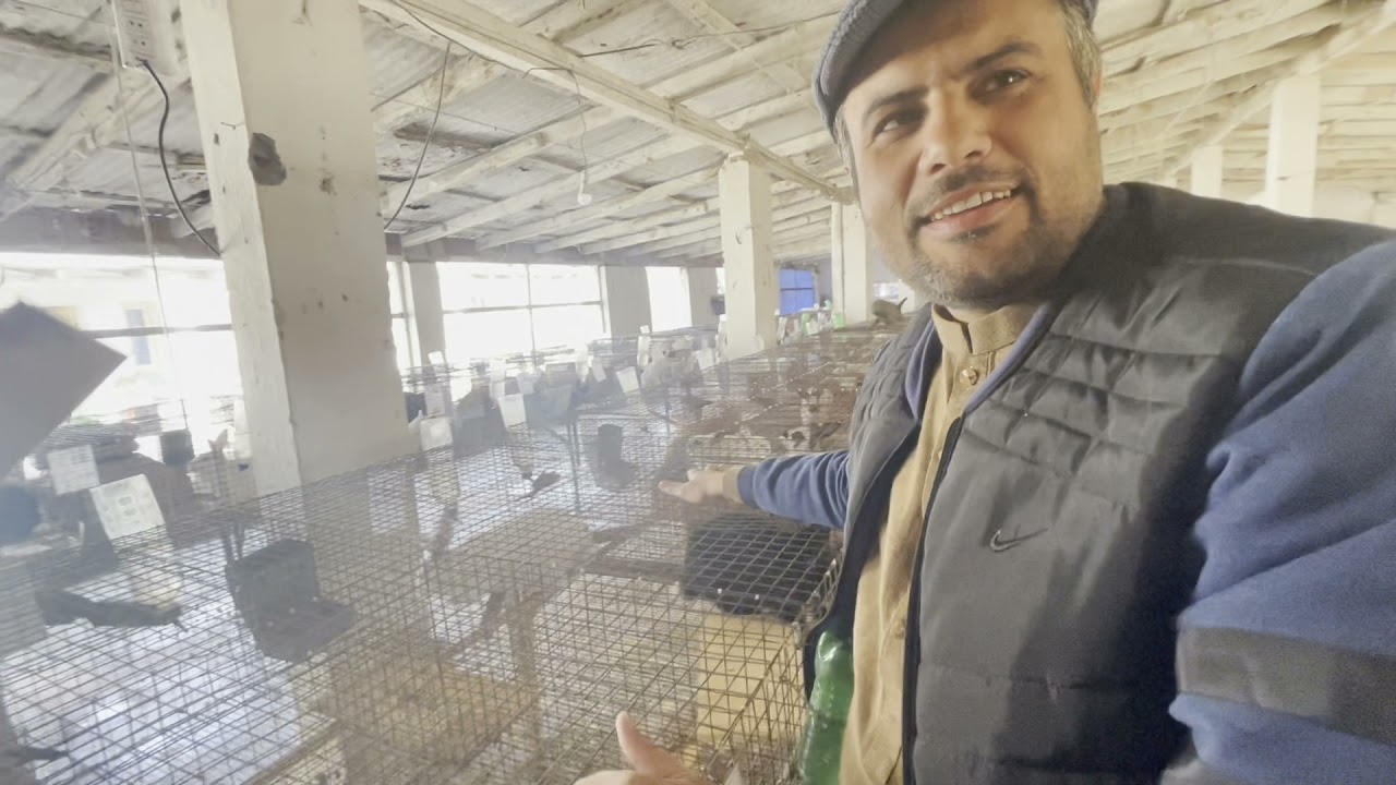 Safe Rabbit Farm Informational Visit || سیف خرگوش فارم کا معلوماتی دورہ