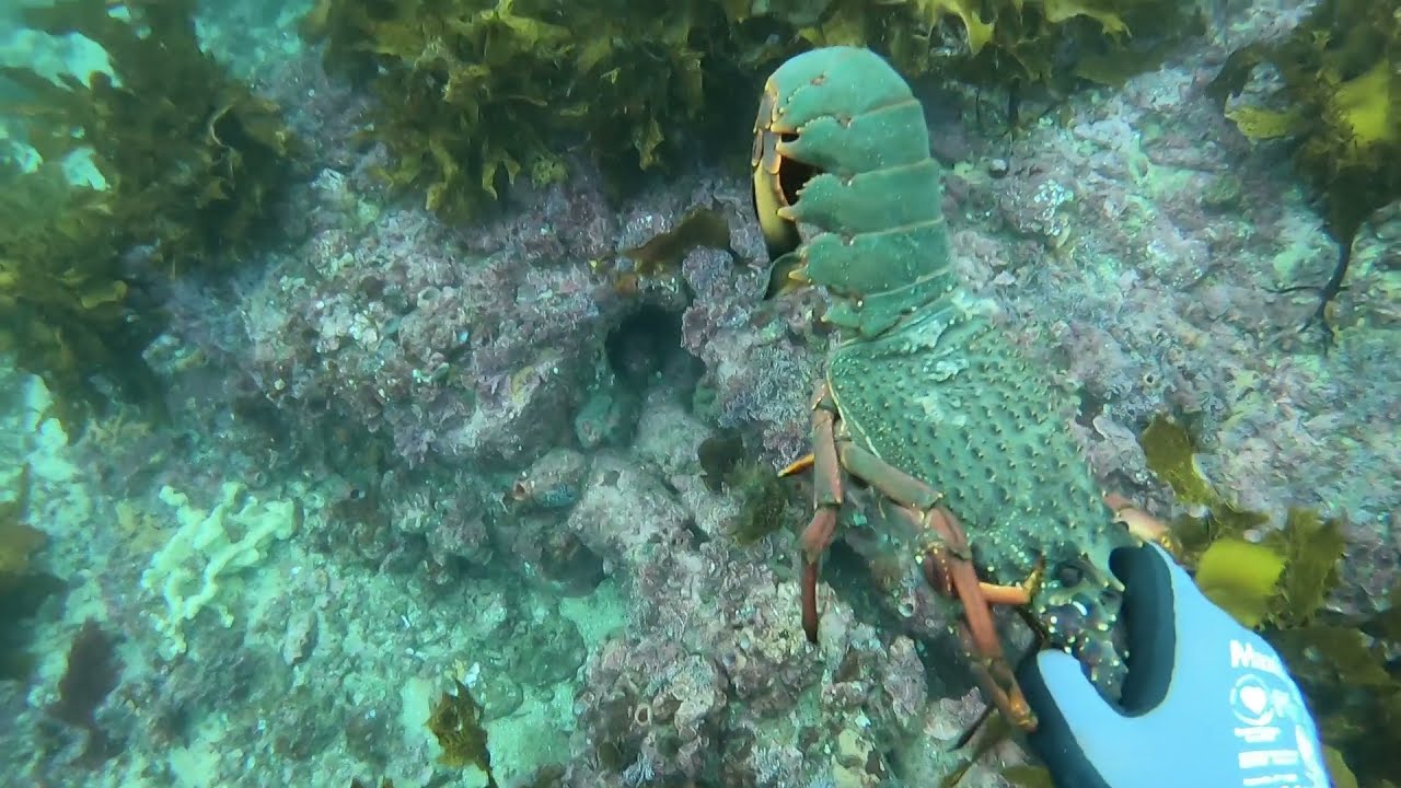 Easter Rock lobsters nsw winter