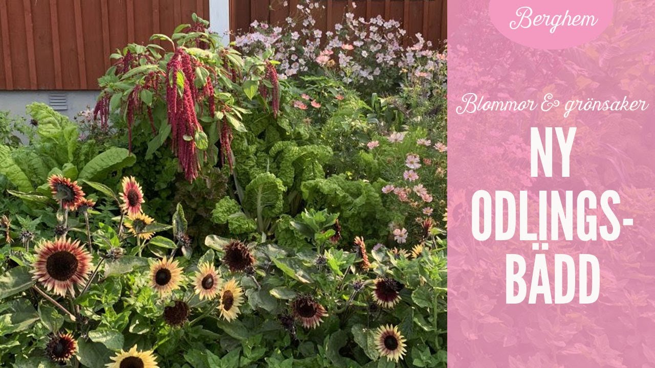 Blommor och grönsaker i ny odlingsbädd
