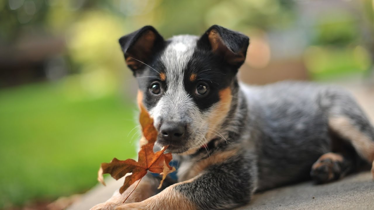 The Amazing Australian Cattledog