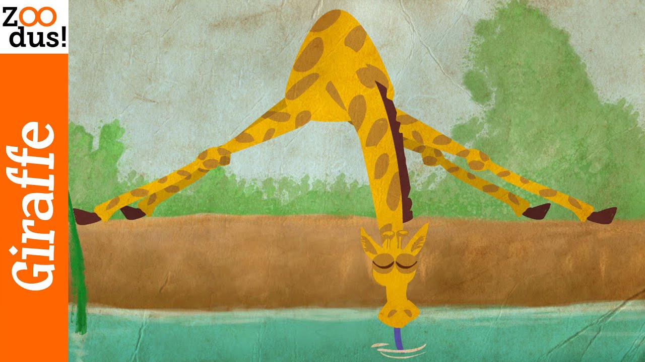 Hoe drinkt de giraffe? ZOODus!