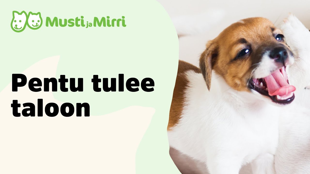 Pentu tulee taloon