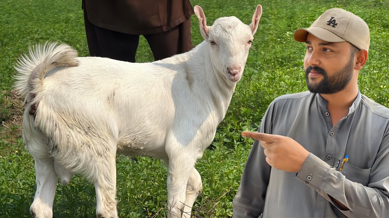 Farm House Ke Liye Liya Top Quality Ka Tedda Breeder 🐐 | New Entry At Talha Ghouri Vlogs