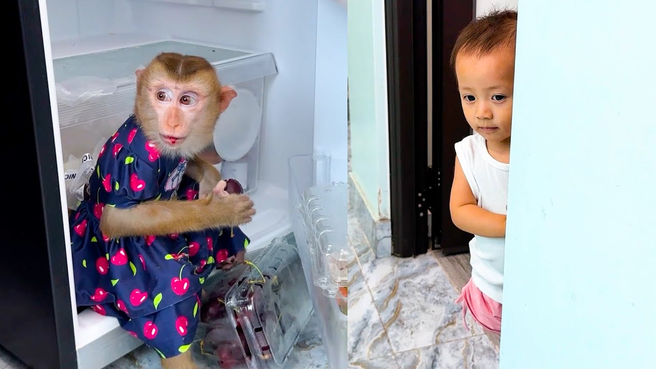 Funny situation when Diem caught Monkey Kaka stealing food