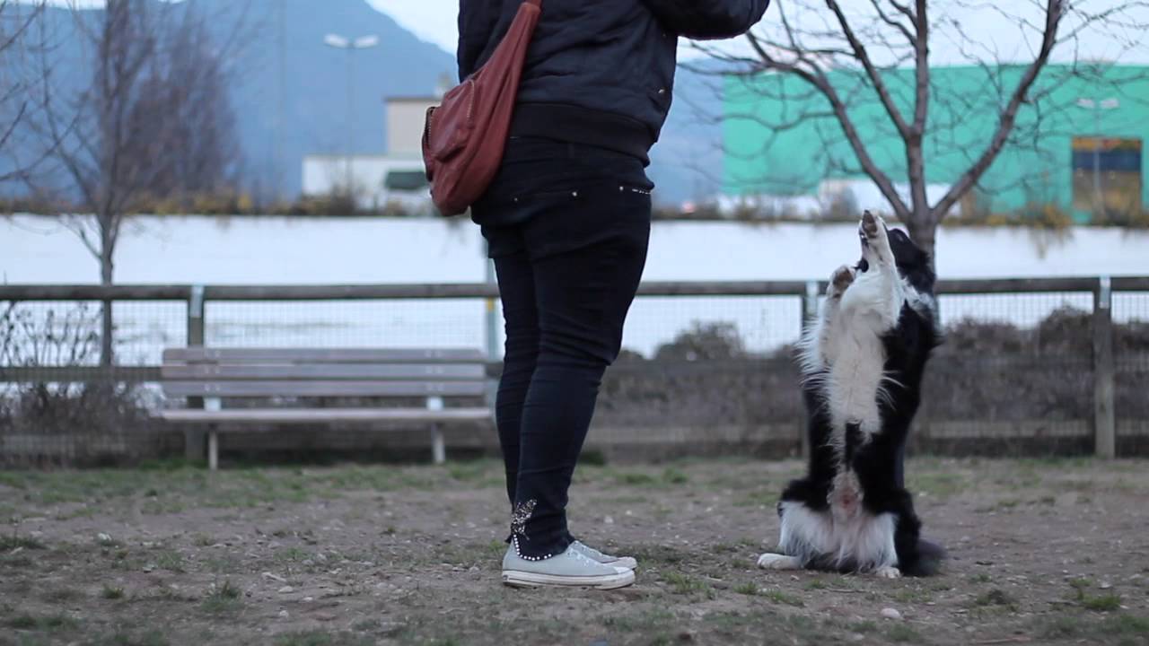 I am Border Collie