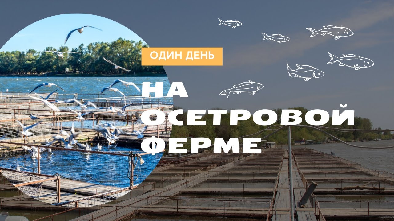 Один день на осетровой ферме