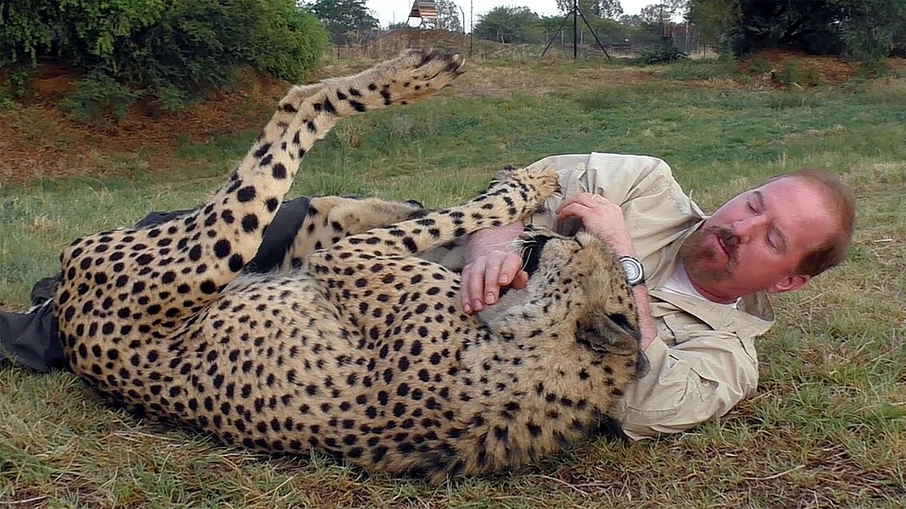 My Philosophy Regarding Captive Wild Animals | Primary Purpose To Breed & Release Endangered Species