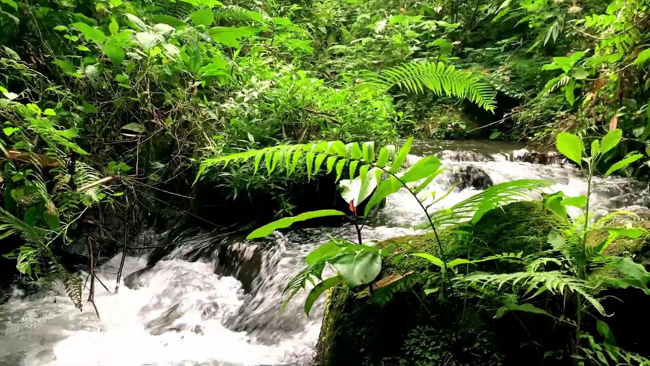 Natural Green Stream Flow ASMR | For Relaxation & Mindfulness