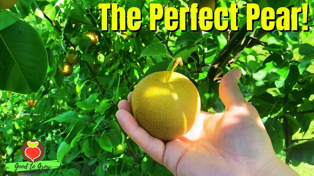 This Could Be the BEST Fruit Tree in YOUR Garden!  Hosui Asian Pear