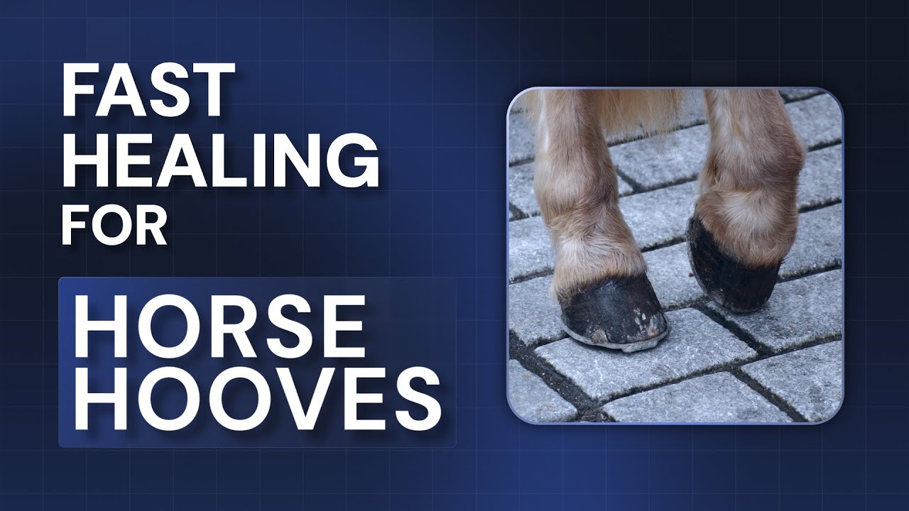 Coronary Band Easy Shockwave Treatment for Horses | Hoof Recovery Therapy