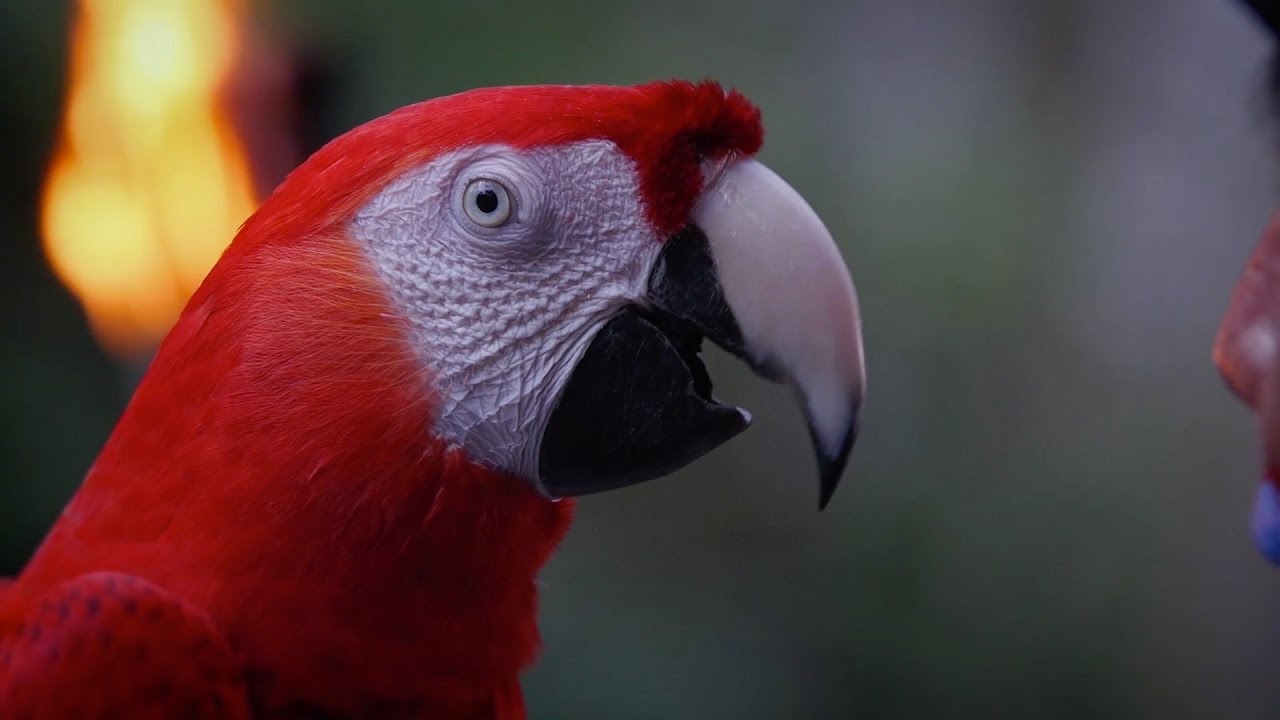 LA GUACAMAYA ROJA - THE SCARLET MACAW | Xcaret México! Cancún Eco Park
