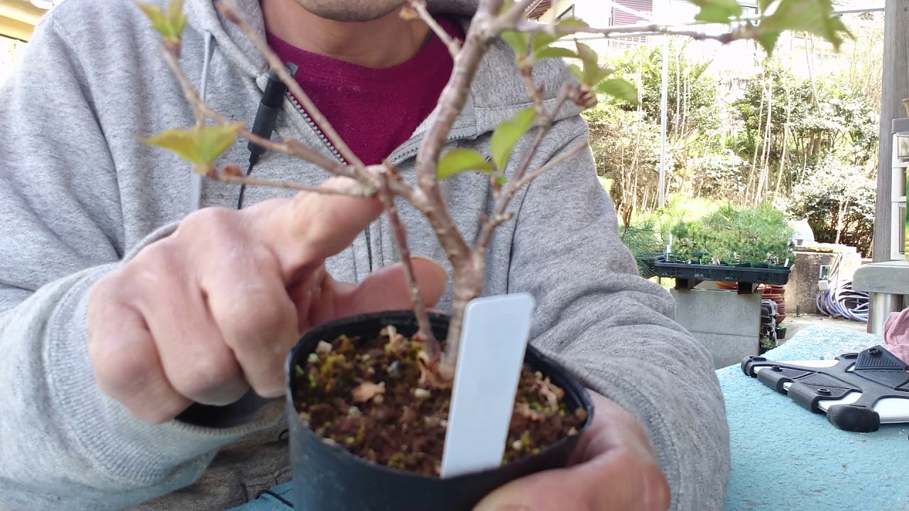 Sakura cherry bonsai after flower maintenance.