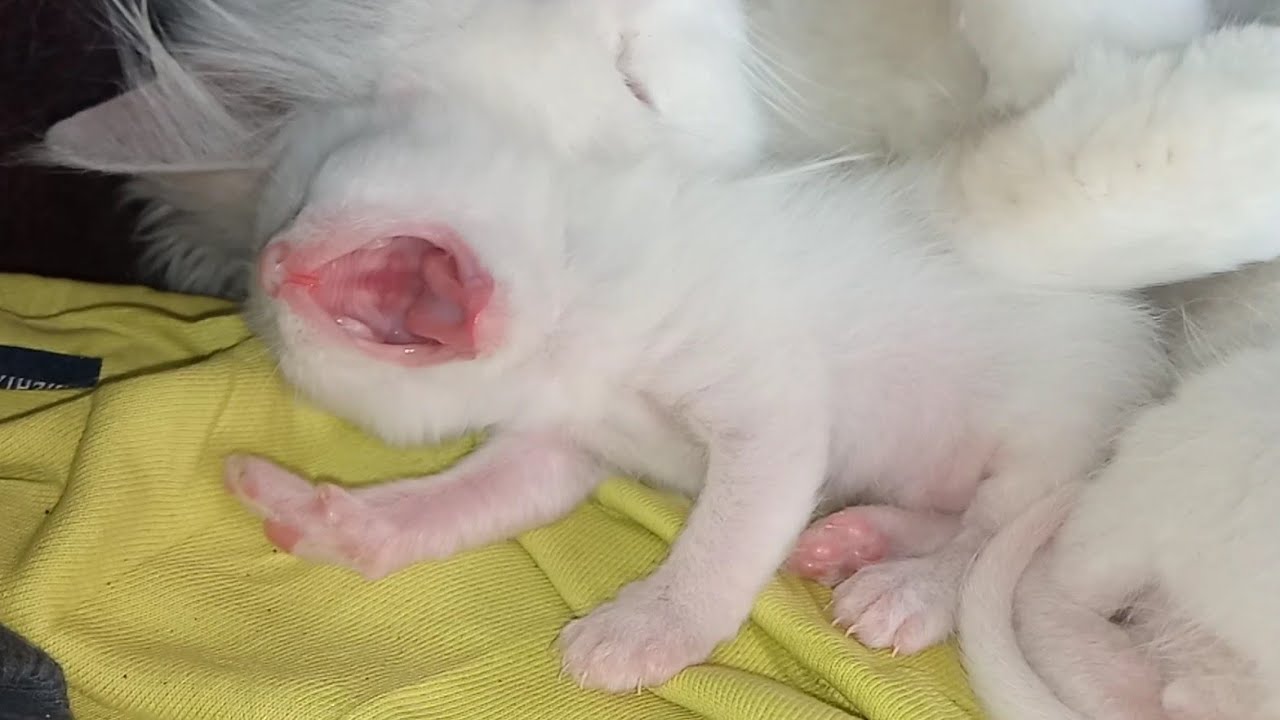 Newborn Kittens Big Yawn Moment | Cutest 180 Degree Mouth Yawn 😍😂