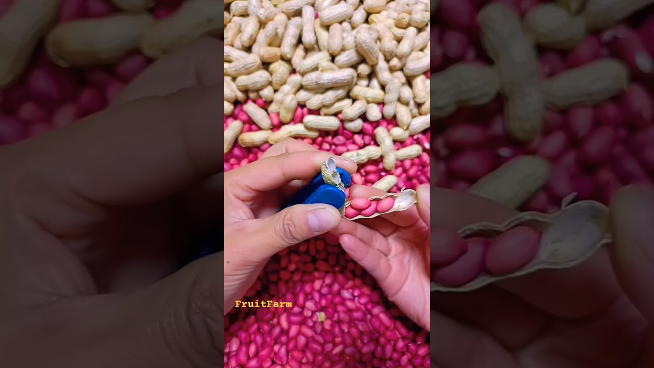 how to crake Peanut with your hands, cracking, dry fruits gadget #ytshorts #fruits #shots #fruitfarm