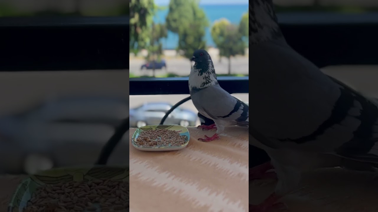 Perşembe , Ordu, Türkiye.. 