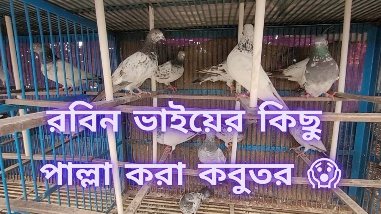 রবিন ভাই এর ভালো মানের কিছু পাল্লা করা কবুতর🥰  | Miraj Pigeon