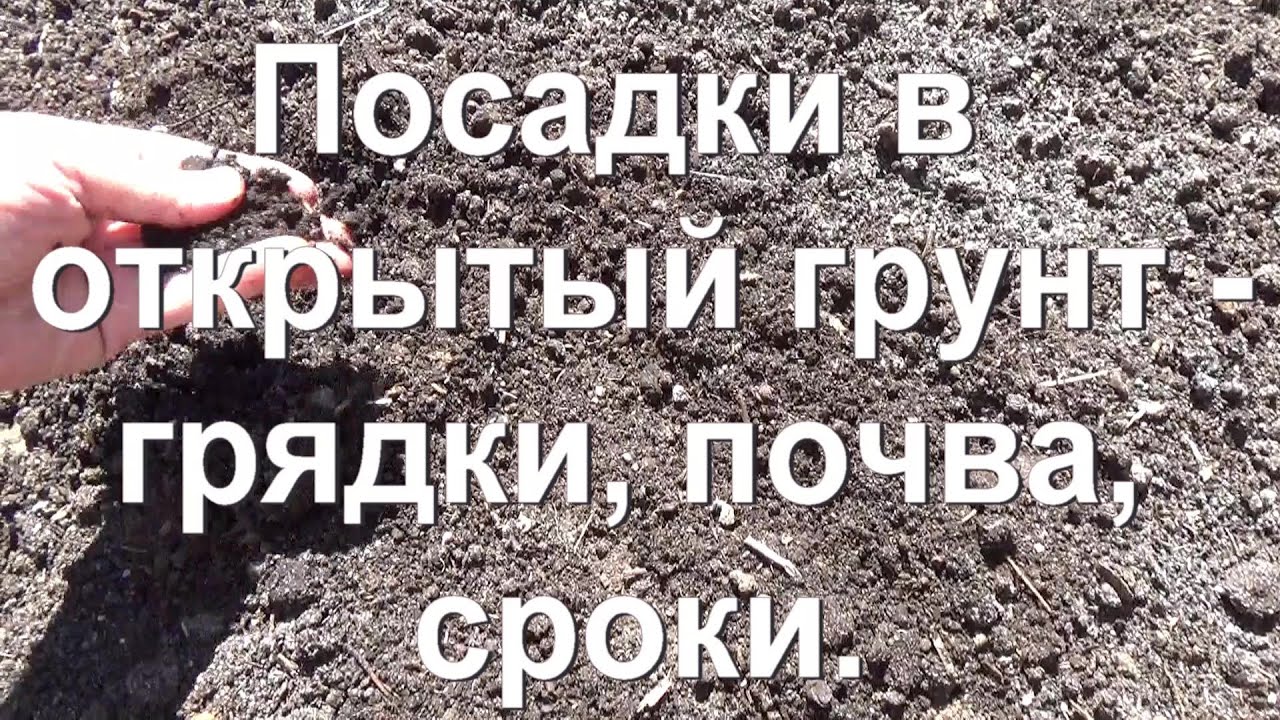 62. Посев и посадка в открытый грунт - почва, сроки, особенности!