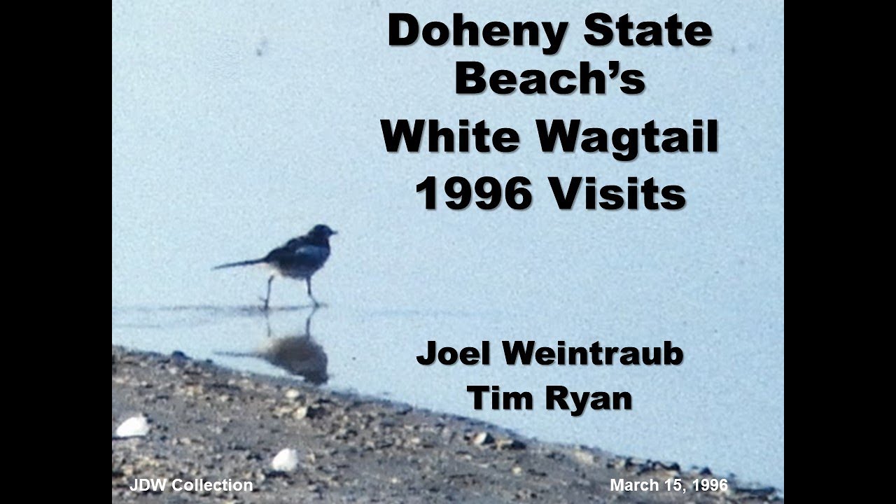 Doheny State Beach's White Wagtail 1996 Visits