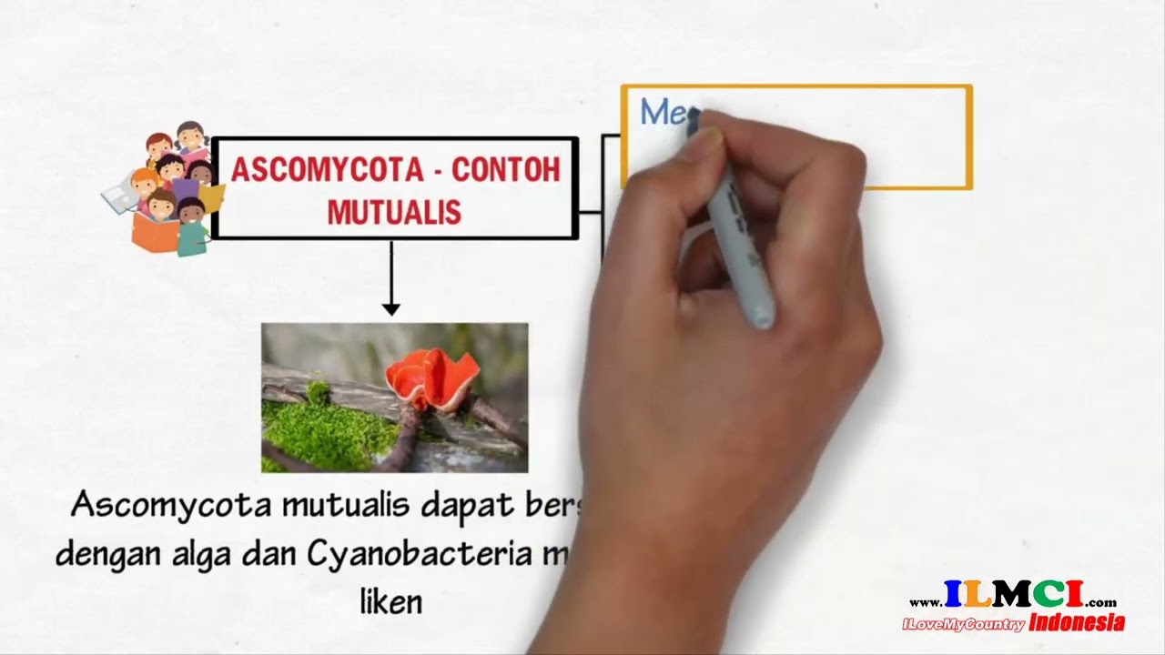 Contoh Mutualis   Ascomycota