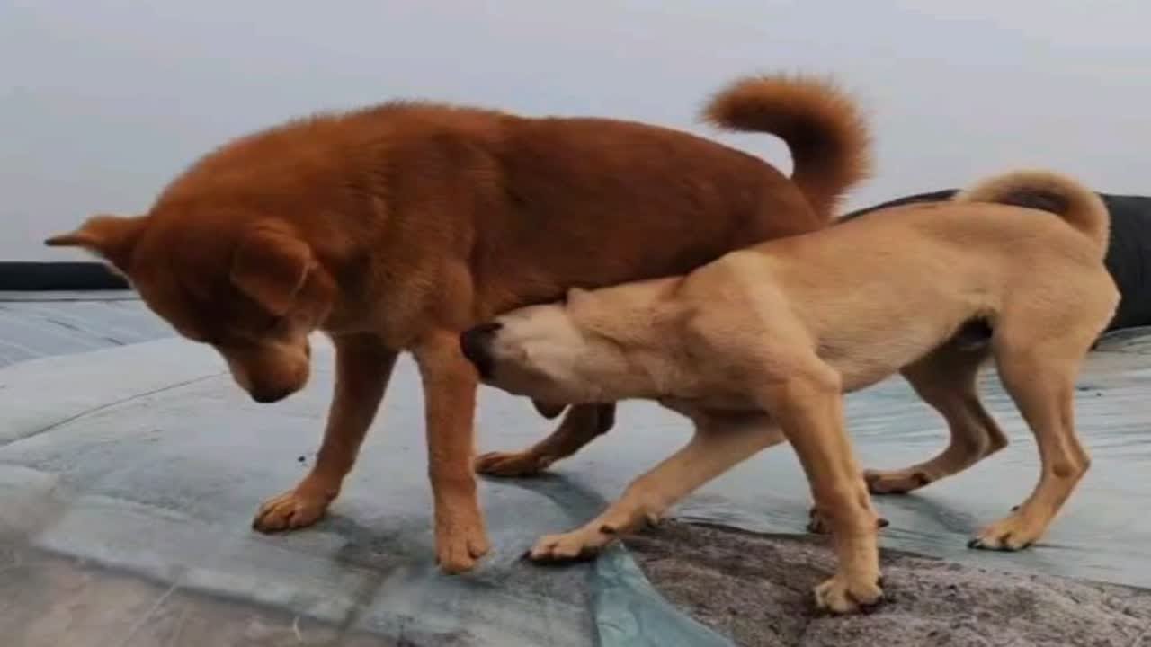 国庆最后一天也上班!  新员工土豆欺凌同事小丁，该怎么办?