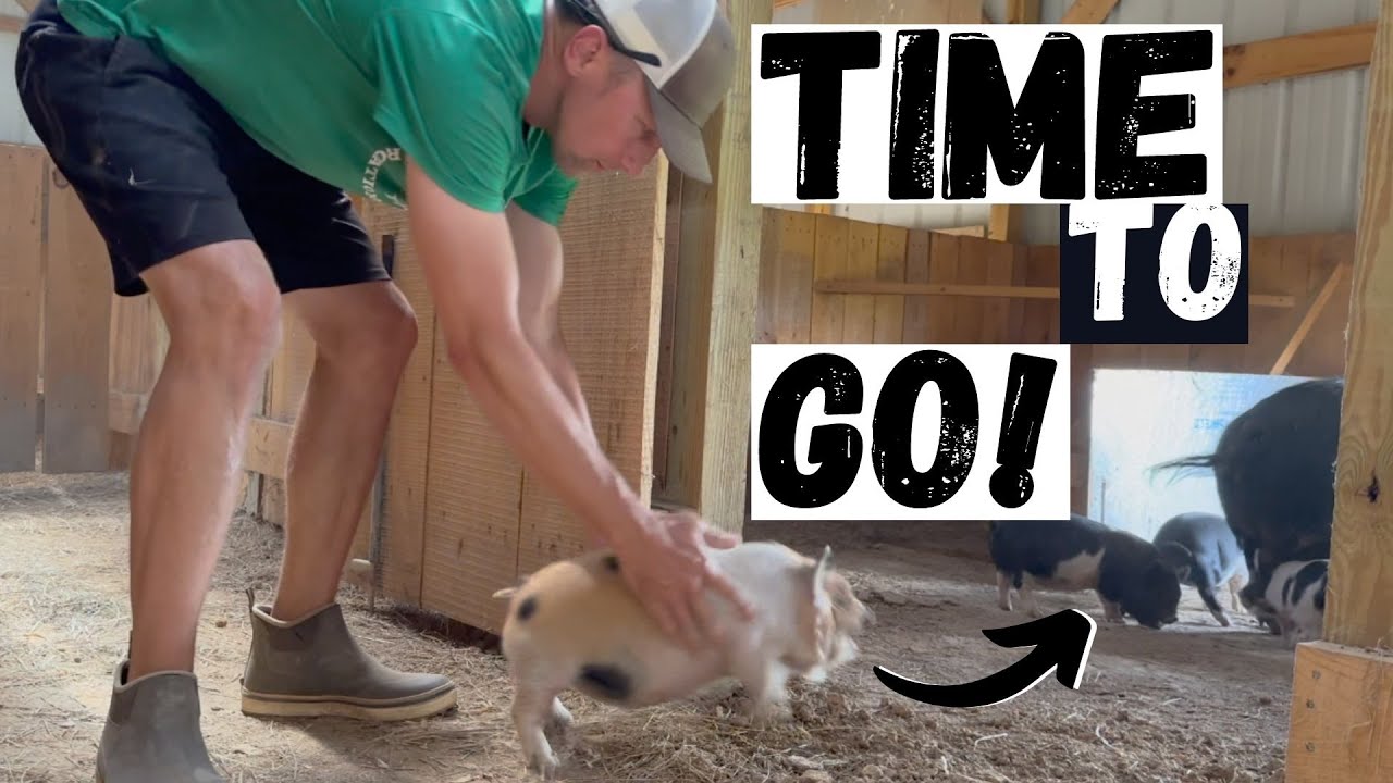Time to Wean Piglets!