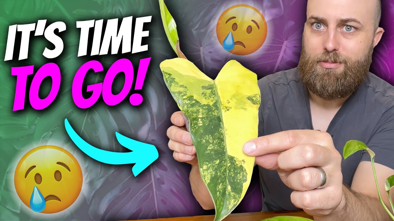 21 Rare Plant eBay Drop! | How I Sell Plants on eBay | Variegated Monstera, Philodendron, Epipremnum