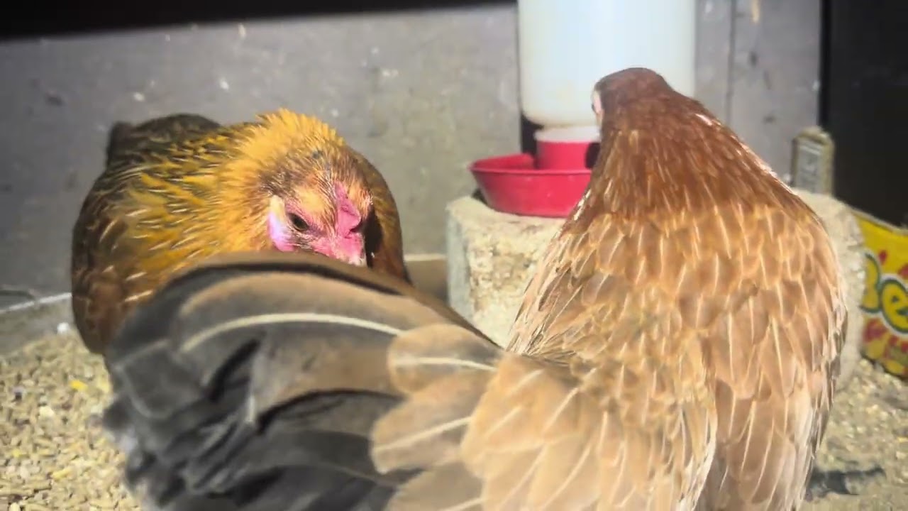 Los pollos
