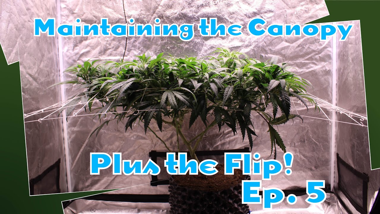 ViparSpectra | Maintaining the Scrog and the Flip!  Ep. 5