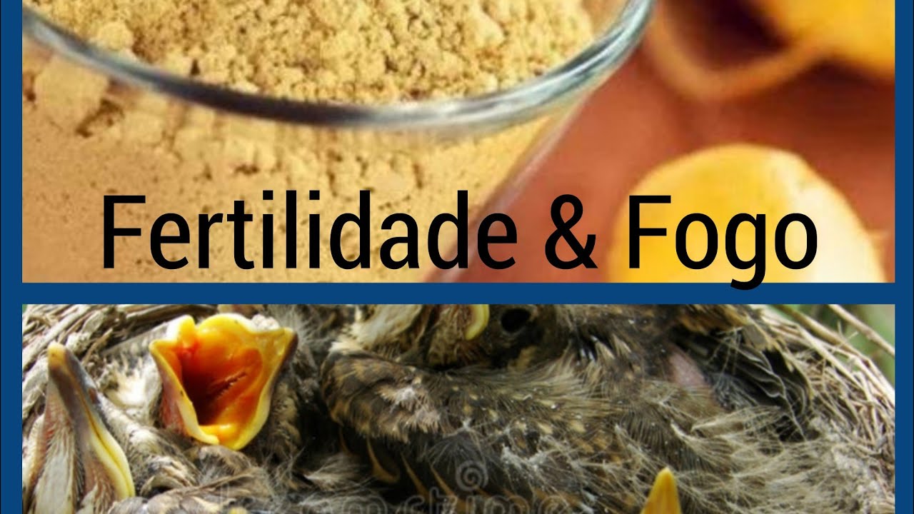 Remédio para pássaro que não enche ovo e fêmea que não apronta | MACA PERUANA |Fertilizante natural
