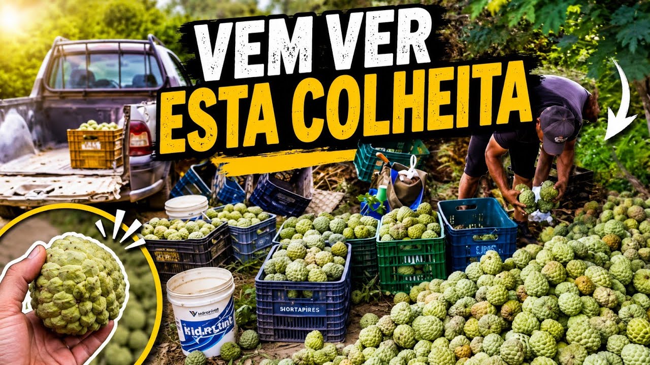 Uma grande Colheita de pinha 2025
