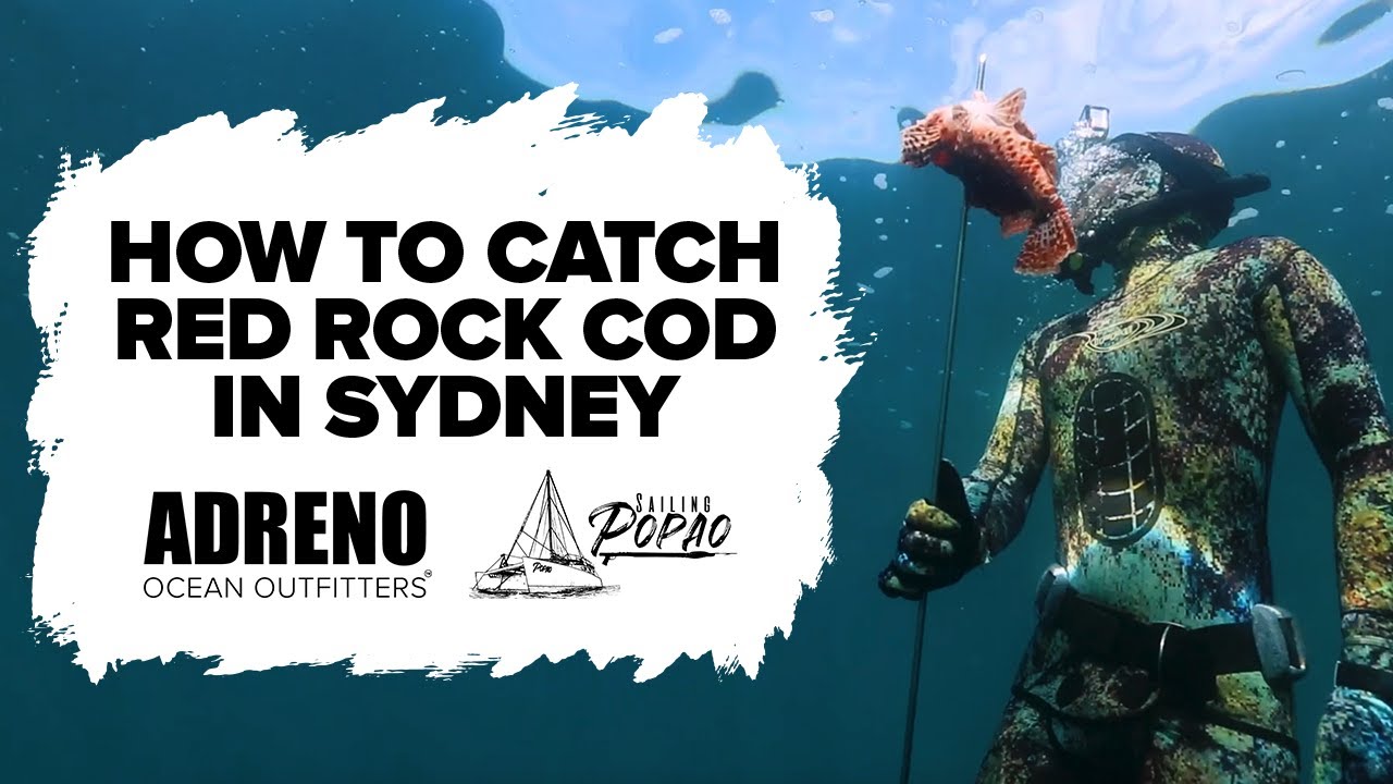 How To Catch Red Rock Cod In Sydney