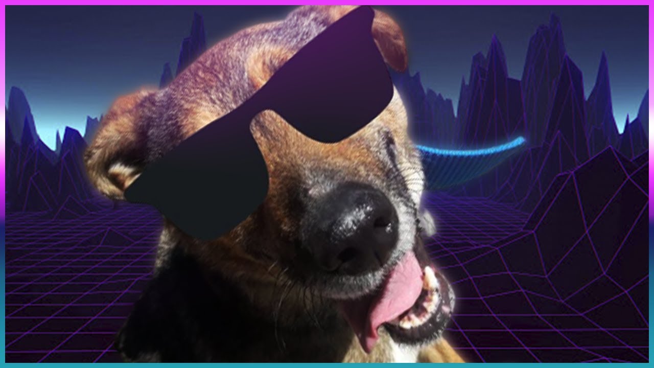 GUAU: EL PRIMER VIDEO DE YOUTUBE HECHO POR UN PERRITO