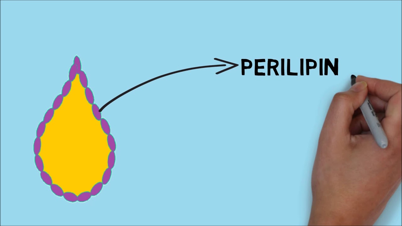Proceso de Lip&oacute;lisis