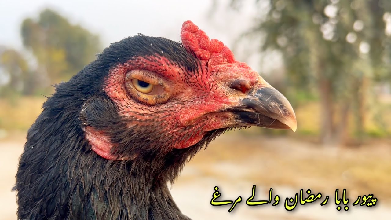 Ustad ramzan waly pure aseel murghy or murgi | استاد رمضان رما پیور اصیل