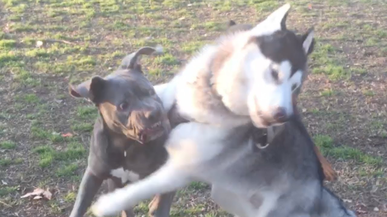 Huskies Thrive on Conflict