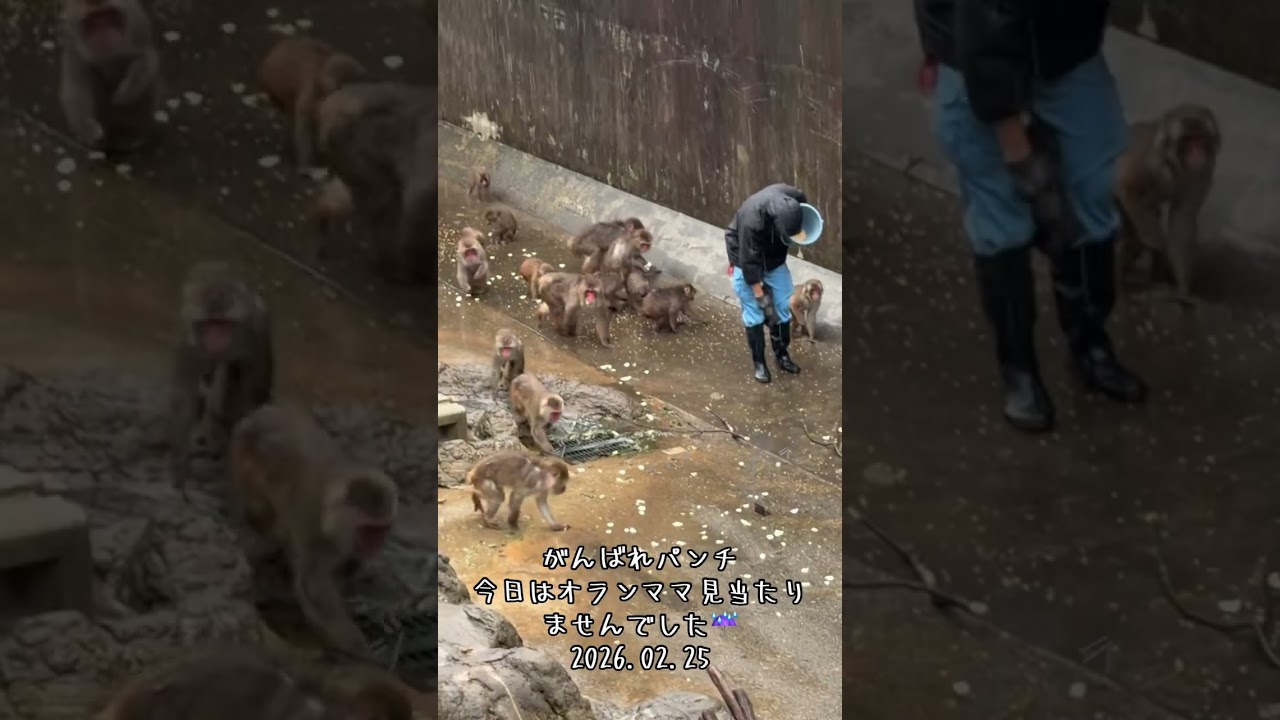がんばれパンチ！オランママはいなかったです！飼育員のお兄さんと中へミルク🍼もらえてます！#がんばれパンチ#市川市動植物園 #2026.02.25